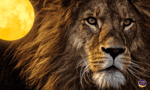 Channeling mit dem Vollmond im Löwe am 1.2.2026